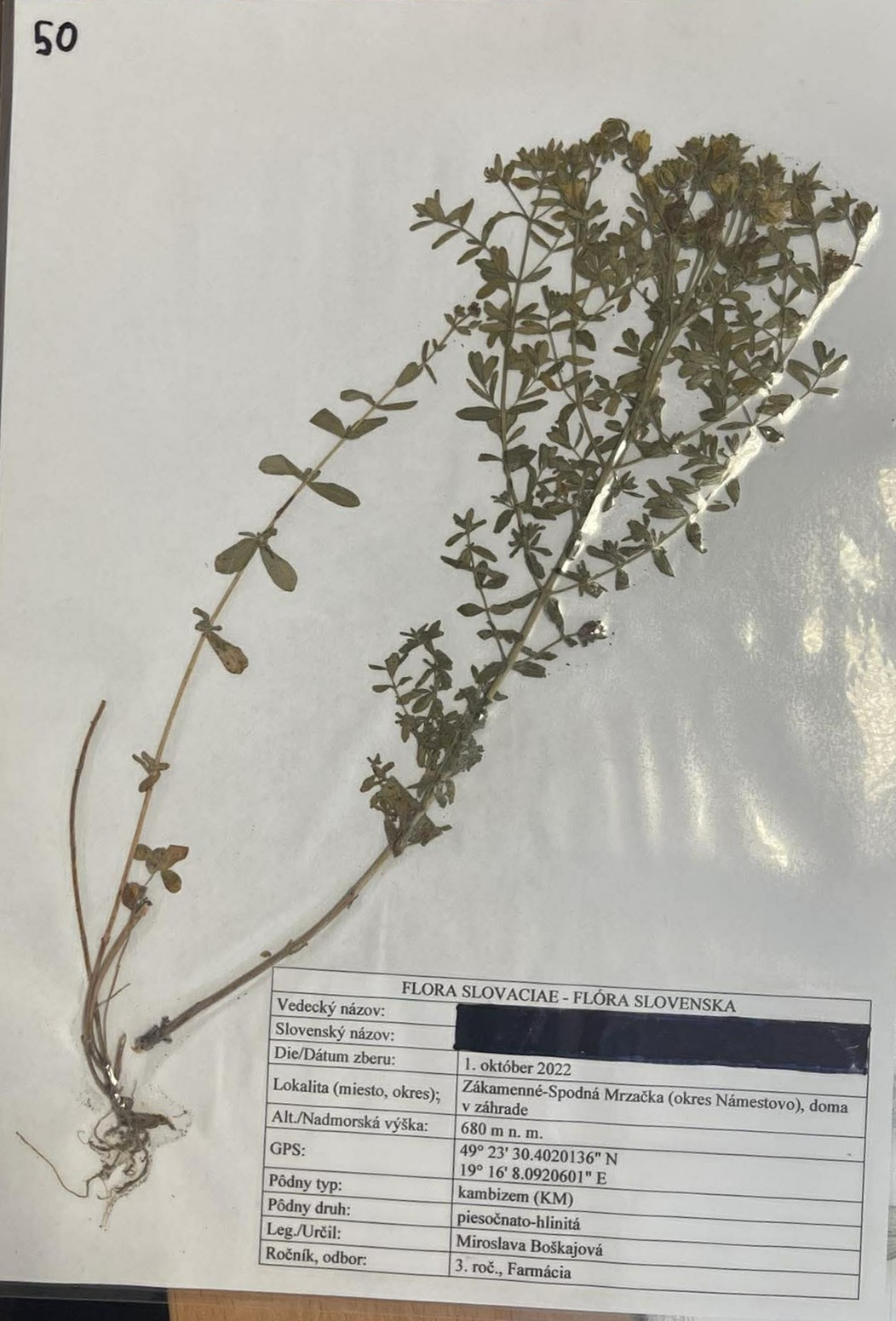 Rastlina Hypericum perforatum